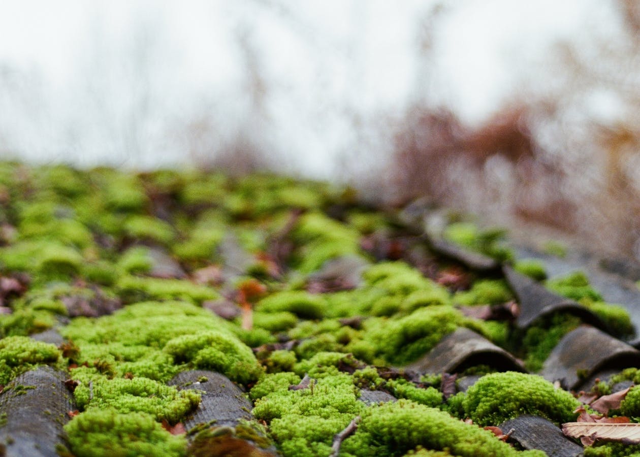 Close-up of moss-covered roof tiles before cleaning